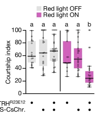 Open access visualization of Box Plot, Scatter Plot, TRH R23E12, CsChrimson, Courtship