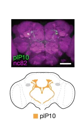 Open access visualization of Microscopy, Illustration, plP10 Sp-GAL4, UAS-mCD8-GFP, Adult Brain
