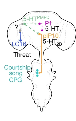 Open access visualization of Pathway, Illustration, Network Model, CPG, Central Pattern Generator