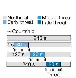 Open access visualization of Workflow, Illustration, Behavioral Protocol, Courtship, Threat