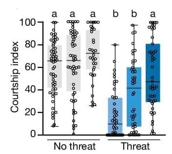 Open access visualization of Box Plot, Scatter Plot, Raincloud Plot, Courtship Index, Wild-Type Males