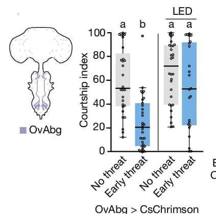 Open access visualization of Box Plot, Scatter Plot, OvAbg > CsChrimson Males, Courtship, Artificial Activation