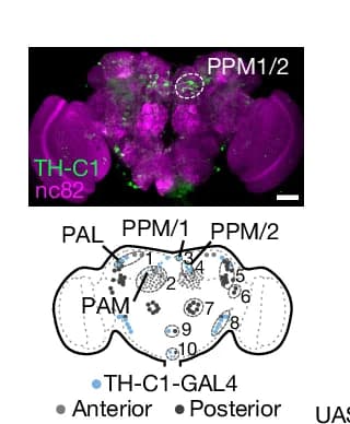 Open access visualization of Microscopy, Illustration, TH-C1-GAL4, UAS-mCD8-GFP, Adult Brain