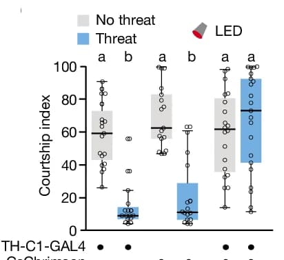 Open access visualization of Box Plot, Scatter Plot, TH-C1, CsChrimson, Males
