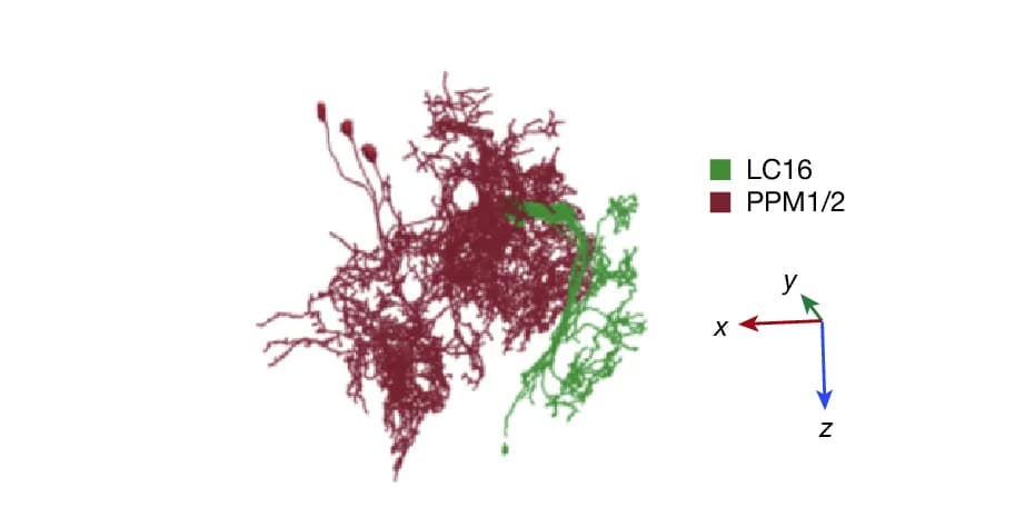 Open access visualization of 3D Plot, Electron Microscope Reconstructions, LC16, PPM1/2