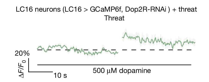 Open access visualization of Line Plot, Error Bars, Dop2R Knockdown, LC16 Neurons
