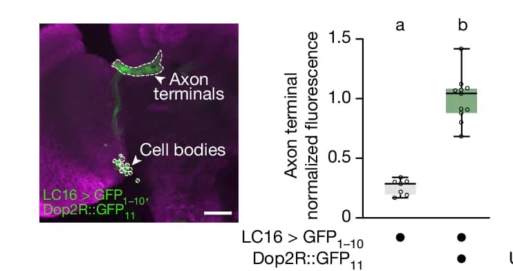 Open access visualization of Box Plot, Scatter Plot, UAS-spGFP 1-10, LC16 Sp-GAL4, Dop2R::GFP 11