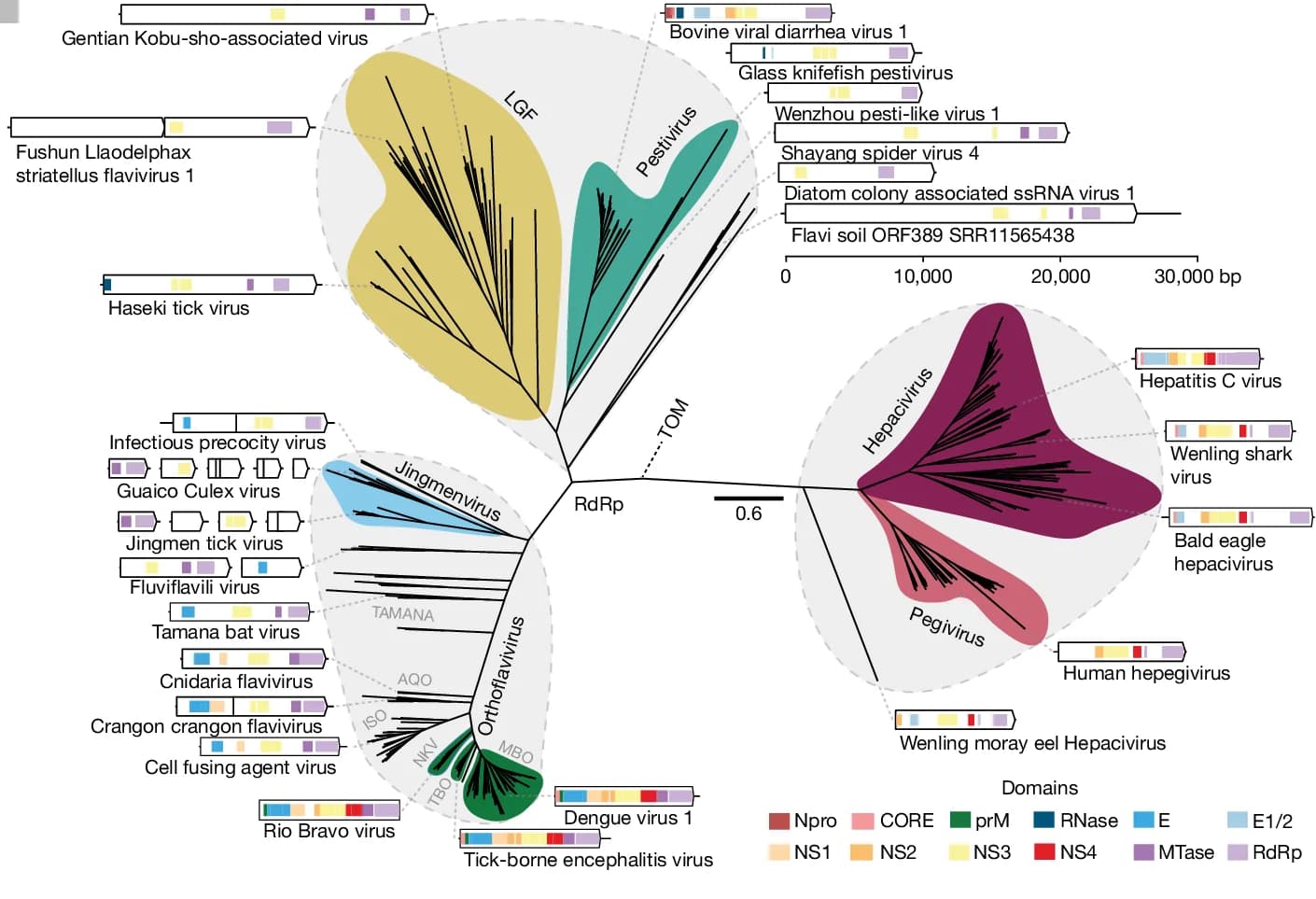 Open access visualization of Network, Pathway, RdRp Phylogeny, Flaviviridae, Orthoflavivirus