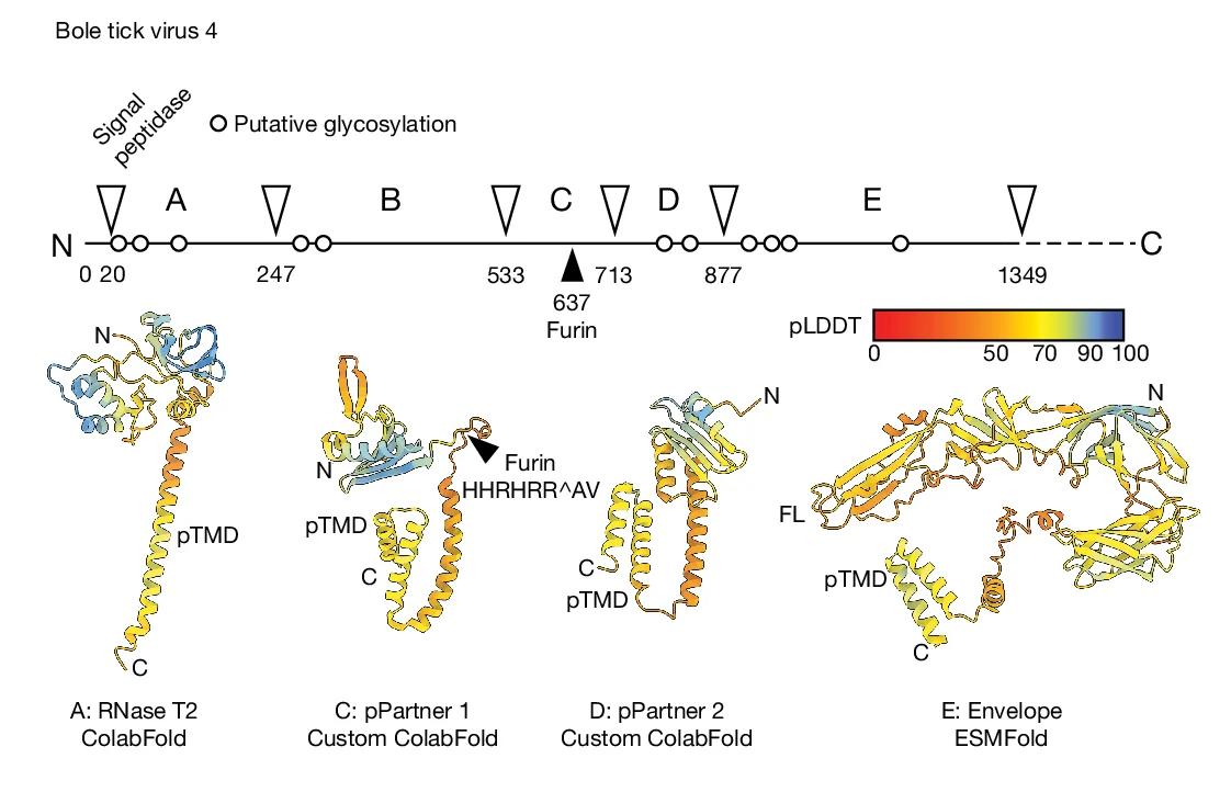 Open access visualization of Protein Structure, Glycoprotein, BTV4 Polyprotein, Glycosylation, Signal Peptidase