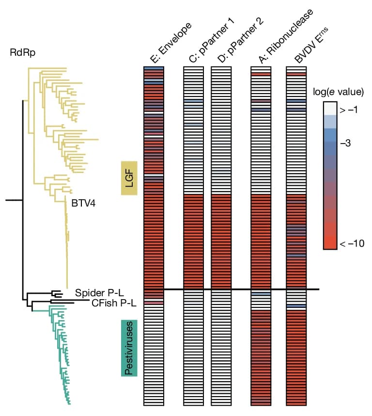 Open access visualization of Stacked Bar Plot, LGF, Pestivirus, RdRp Phylogeny, Foldseek
