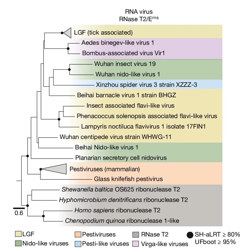 Open access visualization of Line Plot, RNA Virus, RNase T2, Phylogeny