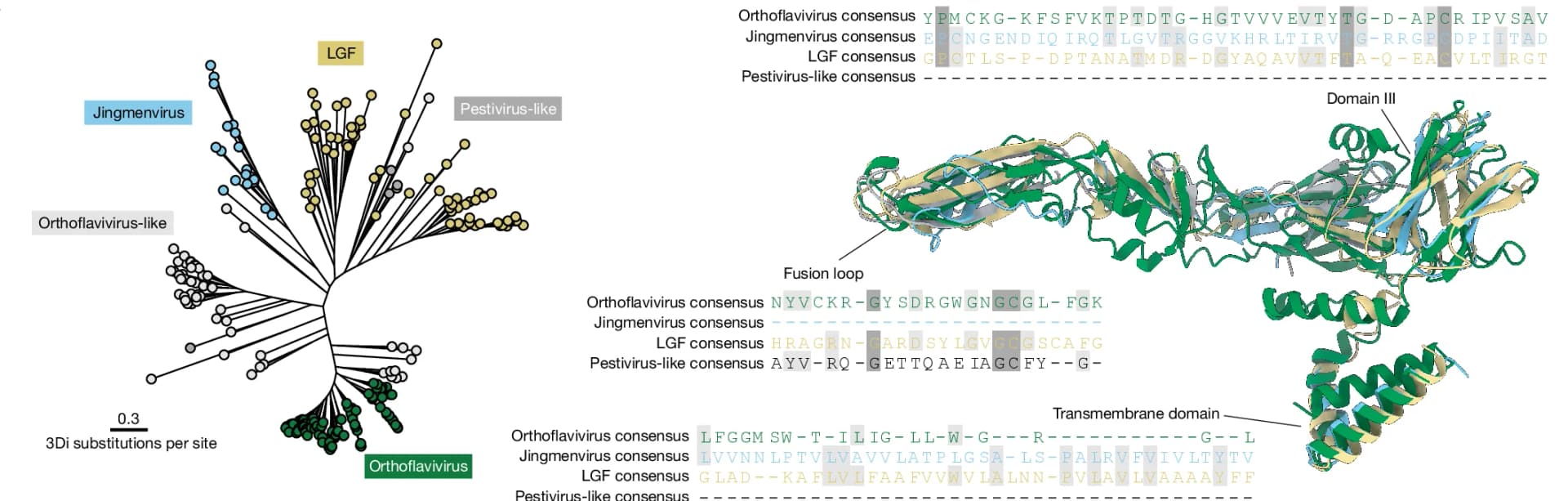 Open access visualization of Network, Protein Structure, 3Di, E Structural Phylogeny, Phylogeny