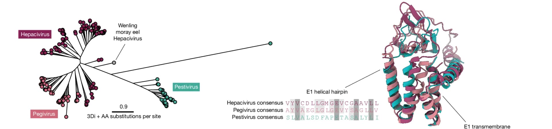 Open access visualization of Network, 3D Plot, Protein Structure, 3Di, Amino Acid