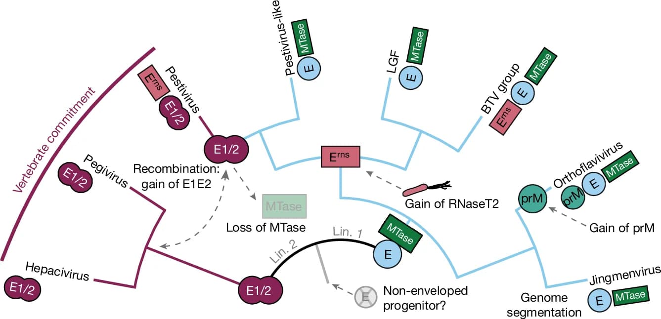 Open access visualization of Pathway, Cladogram, Protein Acquisition, Protein Loss, Flaviviridae