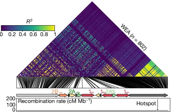 Open access visualization of Heatmap, Line Plot, Linkage Disequilibrium, SNPs, Amylase