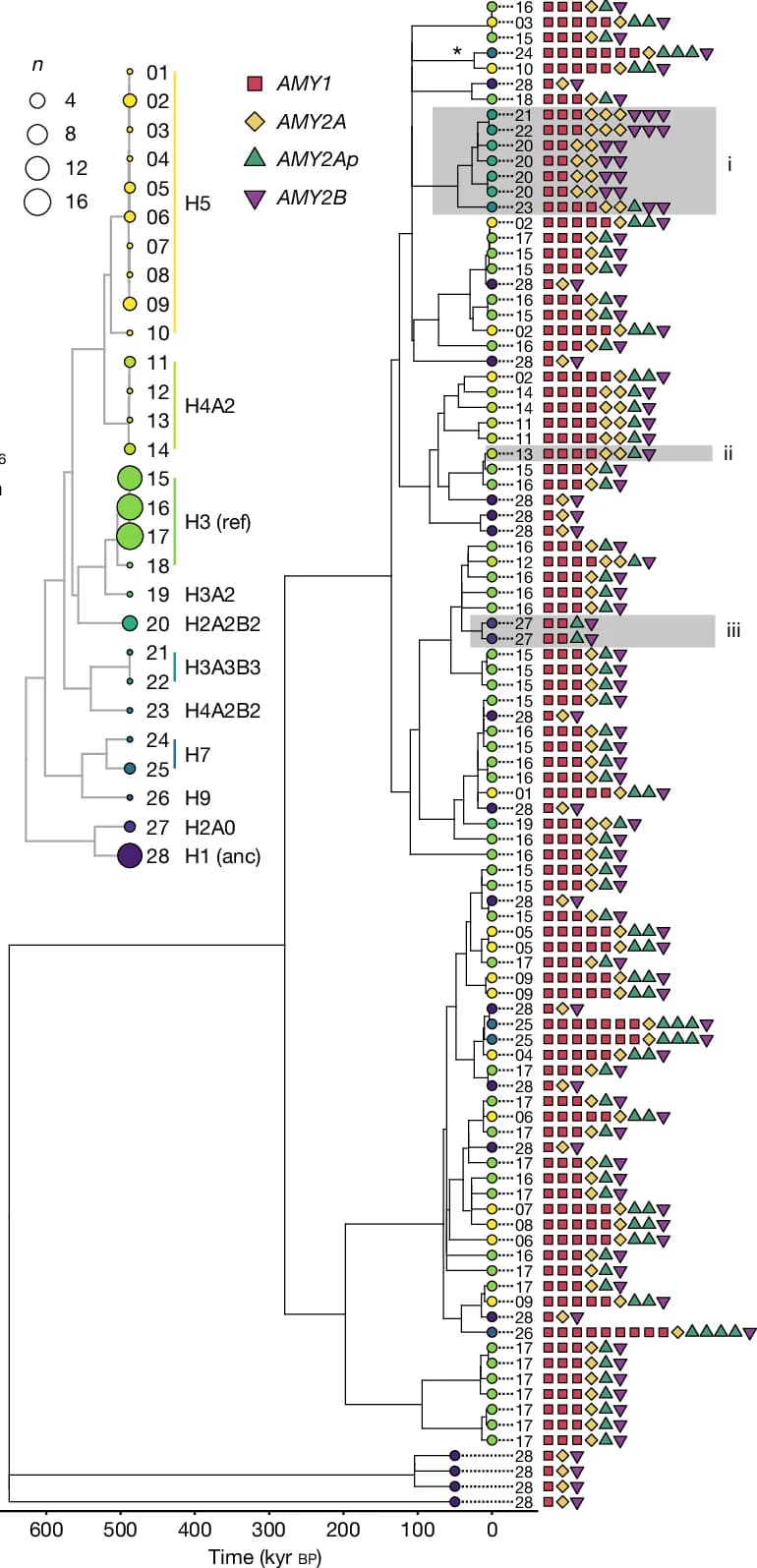Open access visualization of Network, Coalescent Tree, Haplotypes, Amylase Gene, Pseudogene