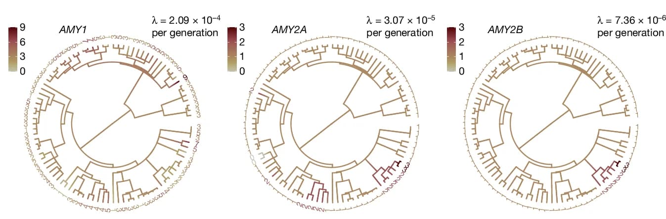 Open access visualization of Network, Pathway, Ancestral-State Reconstruction, Mutation Rate, Amylase Gene Copy Number