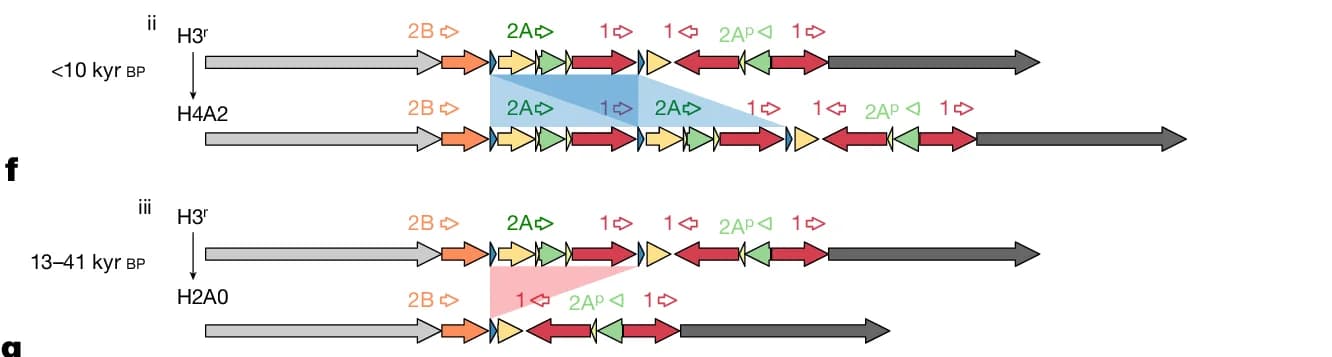Open access visualization of Workflow, Illustration, AMY2A Gene, Gene Duplication