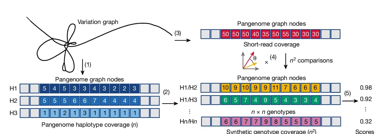 Open access visualization of Workflow, Haplotype Deconvolution, Structural Haplotypes, Short-Read Sequencing, Variation Graph