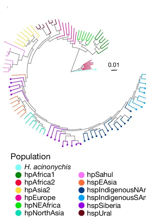 Open access visualization of Network, Pathway, Phylogenetic Trees, Undifferentiated Genes, Strains