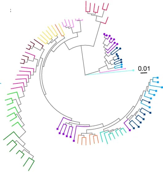 Open access visualization of Network, Pathway, Phylogenetic Trees, Differentiated Genes, Strains