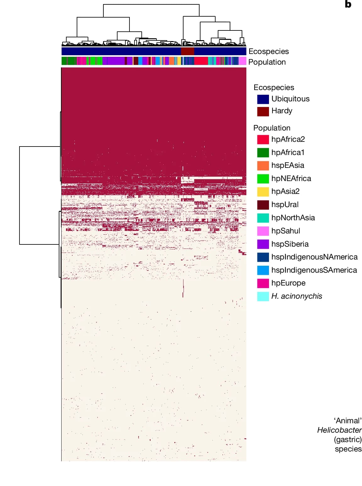 Open access visualization of Heatmap, Clustered, Hierarchical Clustering, Pangenome, Strains
