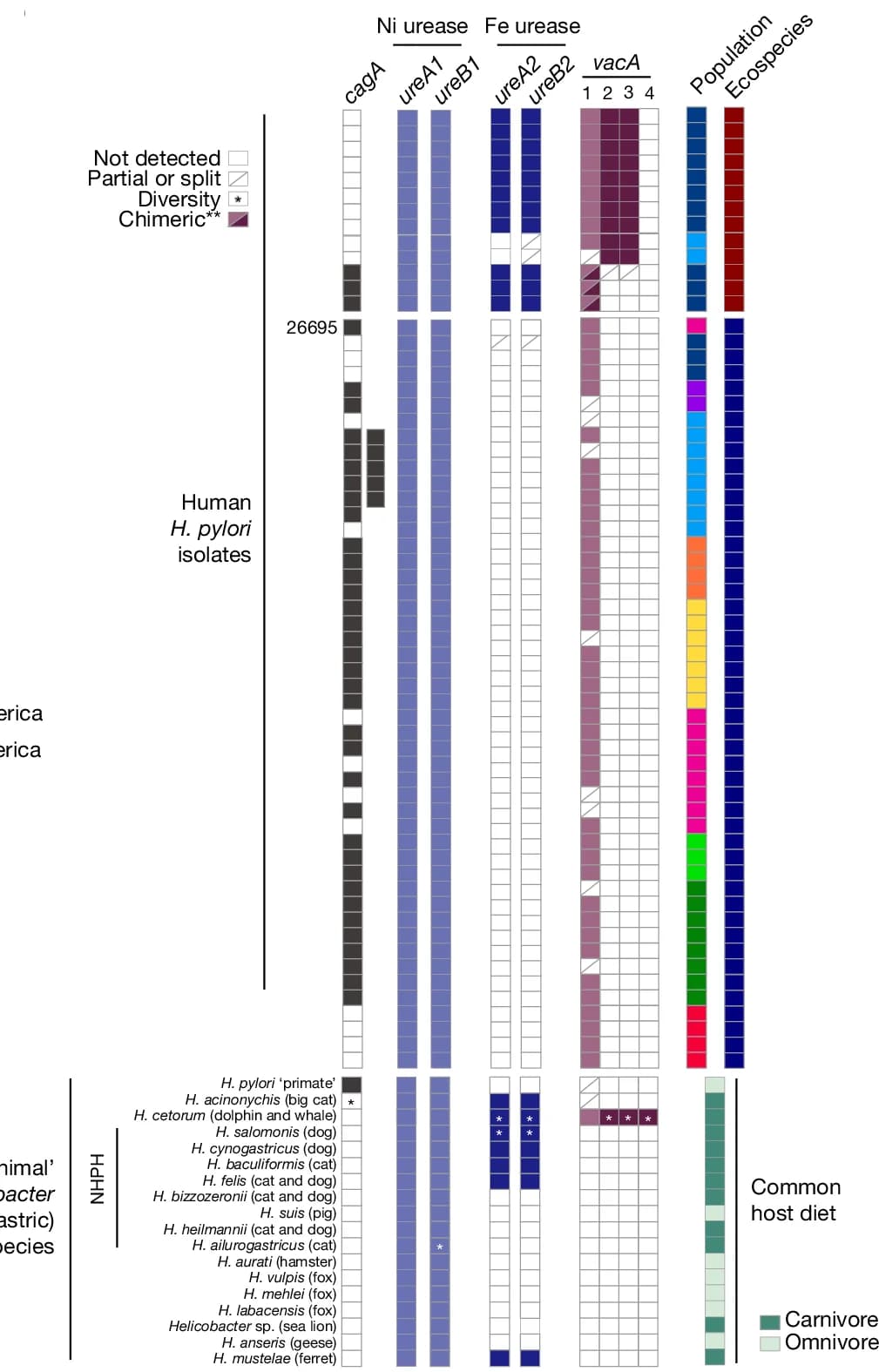 Open access visualization of Heatmap, cagA, vacA, ureA, ureB