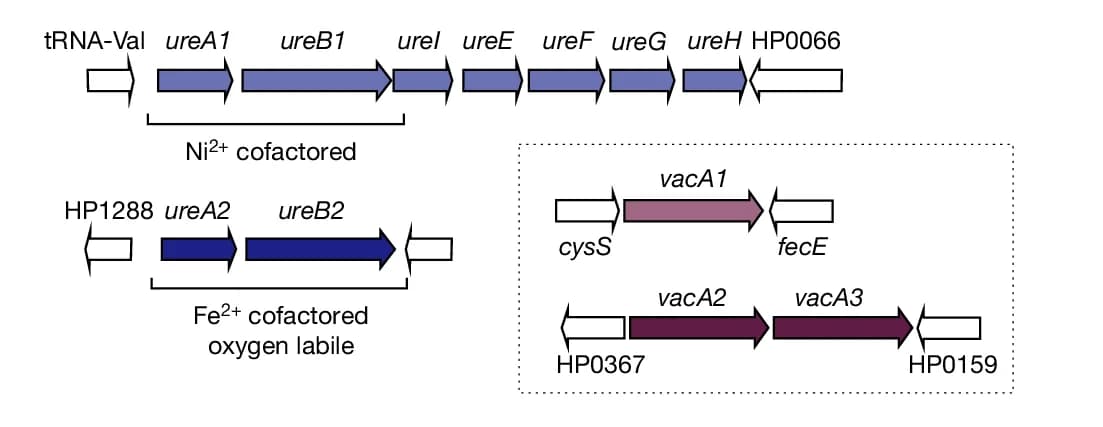 Open access visualization of Illustration, Fold Enrichment, Functional Terms, Chimeric, Diversity