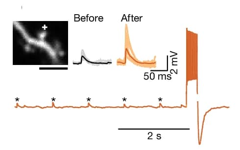 Open access visualization of Line Plot, Error Bars, Microscopy, CA1 Dendrite, Hippocampal Slice