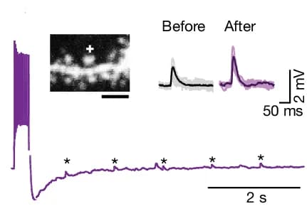 Open access visualization of Line Plot, Photo, CA1 Dendrite, Hippocampal Slice, Uncaging-evoked EPSPs