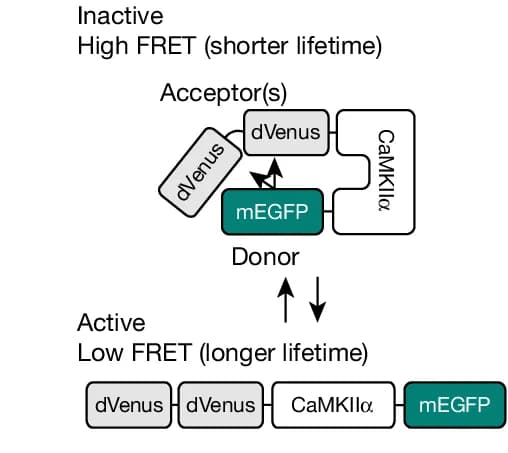 Open access visualization of Workflow, Flowchart, Illustration, CaMKIIα sensor, 2dV-Camui