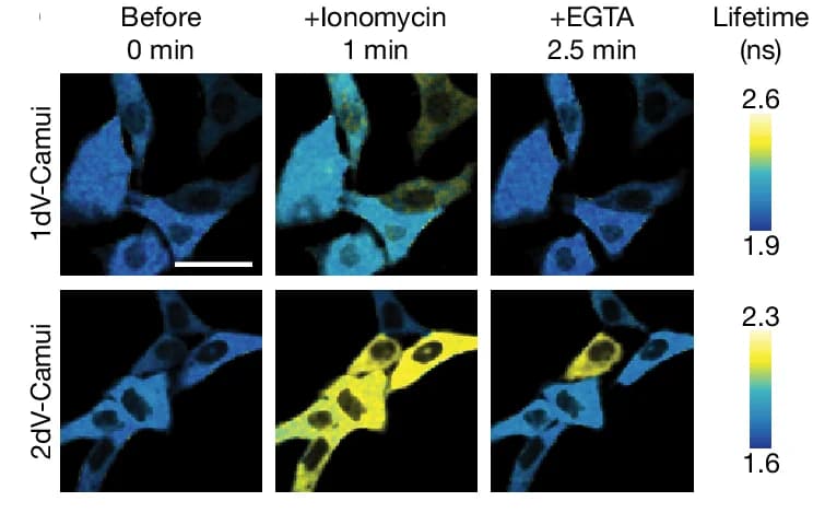 Open access visualization of Microscopy, Fluorescence lifetime images, HeLa Cells, 2dV-Camui, Green Camuiα