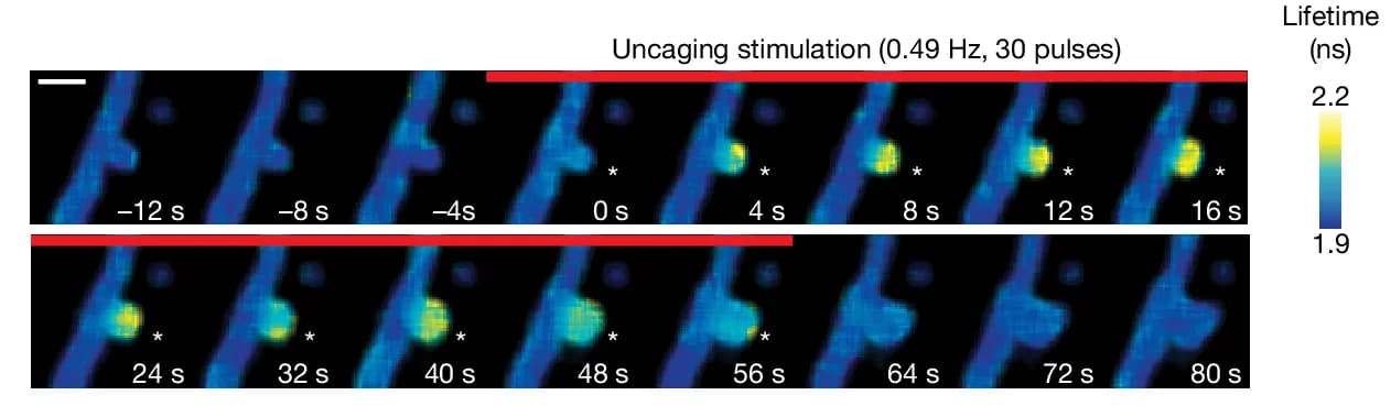 Open access visualization of Microscopy, Fluorescence Lifetime Images, CA1 Dendrites, Hippocampal Culture, Glutamate uncaging
