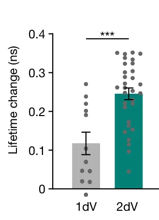 Open access visualization of Bar Plot, Error Bars, Scatter Plot, Fluorescence Lifetime Changes, Stimulated Spines