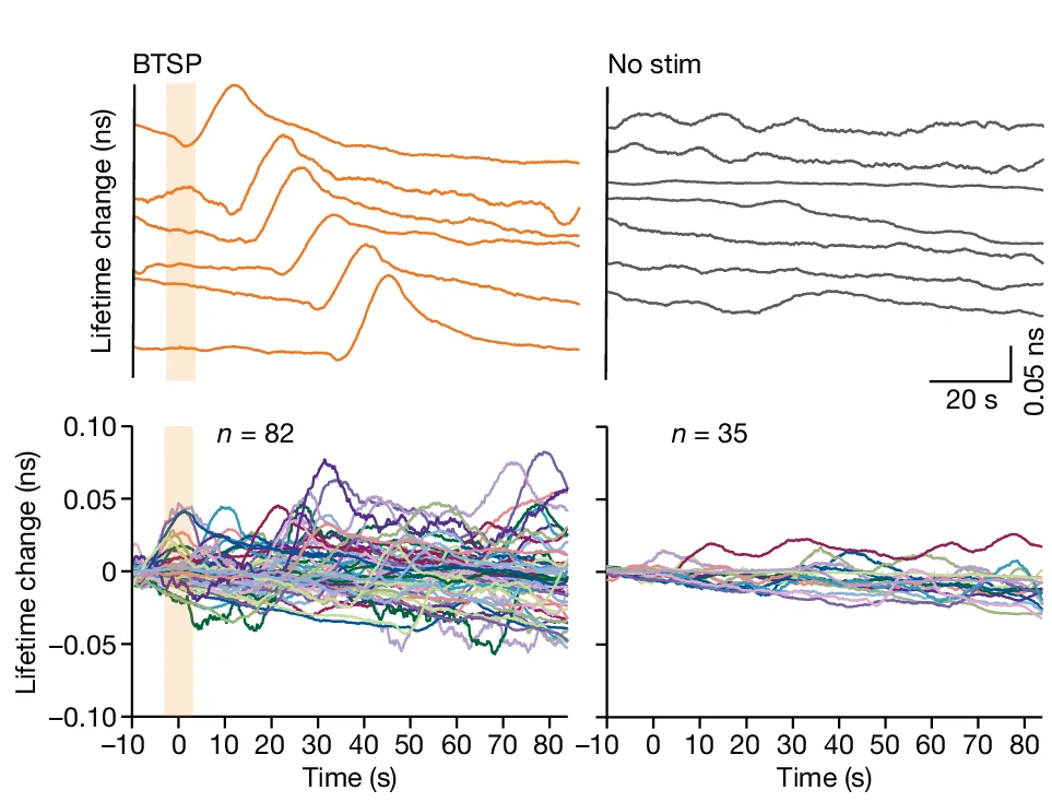 Open access visualization of Line Plot, Representative Traces, Dendrites, Fluorescence Lifetime Changes, 2dV-Camui