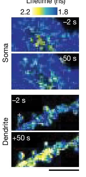Open access visualization of Heatmap, Microscopy, Fluorescence Lifetime Images, 2dV Lifetime Changes, BTSP Protocol