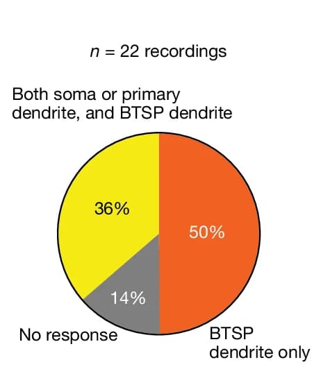 Open access visualization of Pie Chart, Percentage, Recordings, CaMKII Activity, Stimulated Dendrite