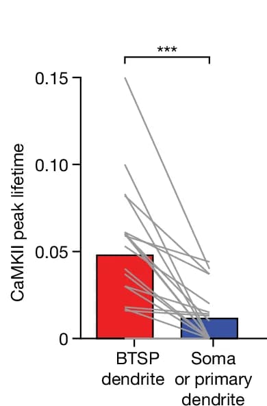 Open access visualization of Bar Plot, Line Plot, Amplitude, DDSC, BTSP-Induced Dendrites