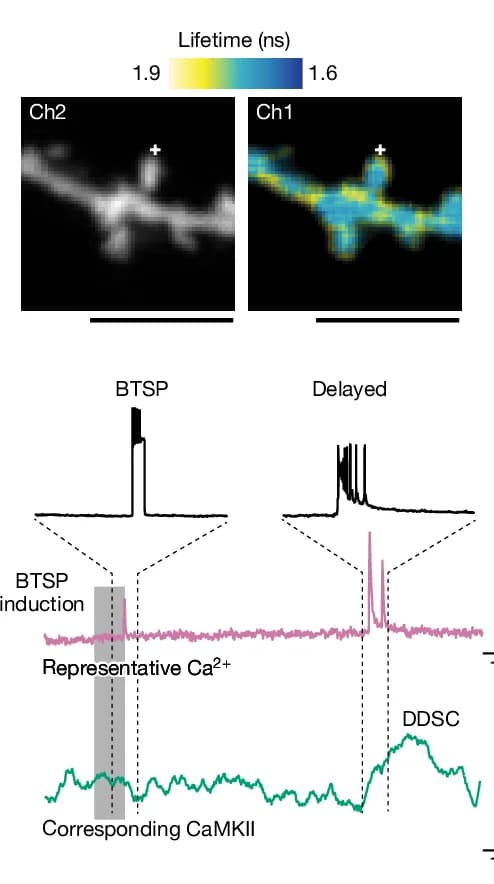 Open access visualization of Line Plot, Microscopy, Fluorescence Lifetime Images, Dendrite, Calcium