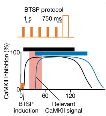Open access visualization of Line Plot, Line Step, CaMKII Inhibition, BTSP Protocol, Schematic