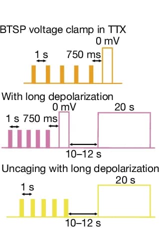 Open access visualization of Illustration, BTSP Protocol, Voltage Clamp, Uncaging Pulses, Depolarization