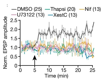Open access visualization of Line Plot, Error Bars, Synaptic Potentiation, Spines, Nifedipine