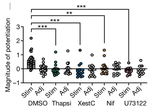 Open access visualization of Scatter Plot, EPSP Potentiation, DMSO, Thapsigargin, Nifedipine
