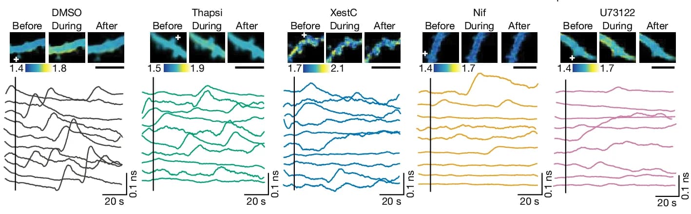 Open access visualization of Line Plot, Microscopy, Fluorescence Lifetime Imaging, Dendrite, CaMKII Activity