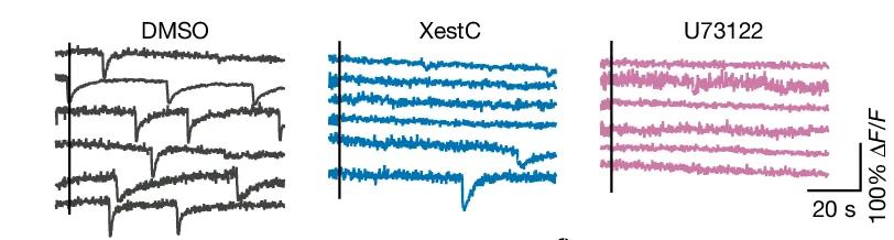 Open access visualization of Line Plot, ER-GCaMP6-210, Calcium Imaging, DMSO, XestC