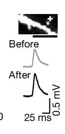 Open access visualization of Line Plot, Microscopy, Dendrite, ER-GCaMP6-210, EPSP Traces
