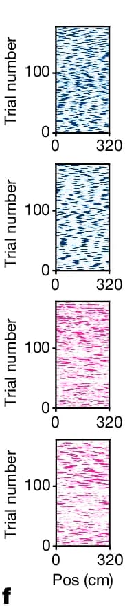 Open access visualization of Heatmap, Spike Rasters, Grid Cells, Modules, Dark