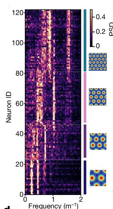 Open access visualization of Heatmap, Power Spectra, Grid Cells, Session, Modules