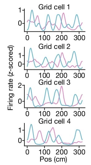 Open access visualization of Line Plot, Tuning Curves, Grid Cells, Bump Trajectories