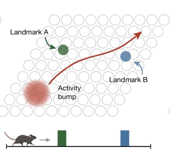 Open access visualization of Illustration, Landmarks, Activity Bump, Trajectory